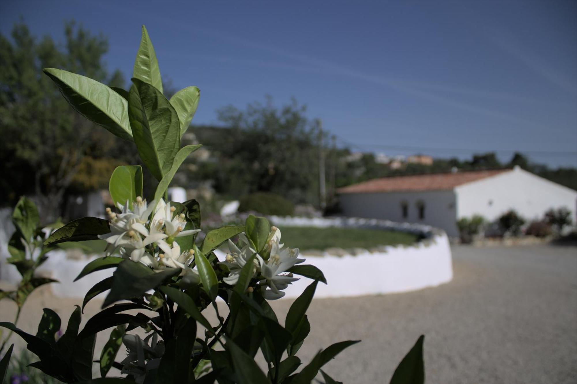 Cosy Farmhouse Quinta Da Eira 140 Years Old Loulé Kültér fotó